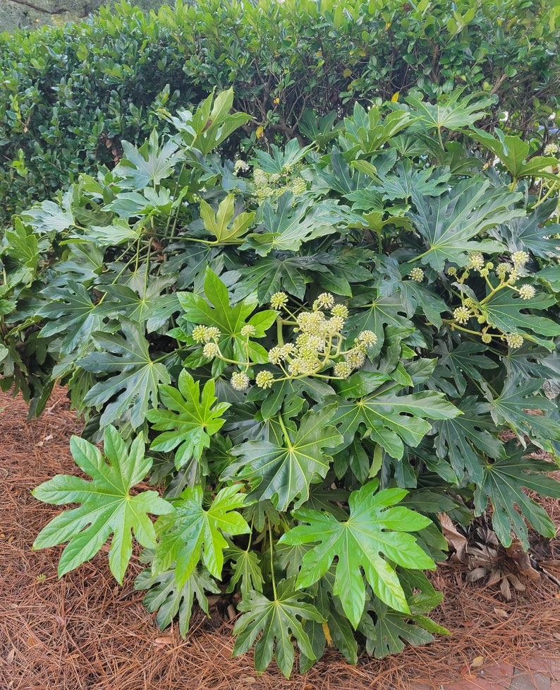theplantfactoryinc Fatsia Japonica