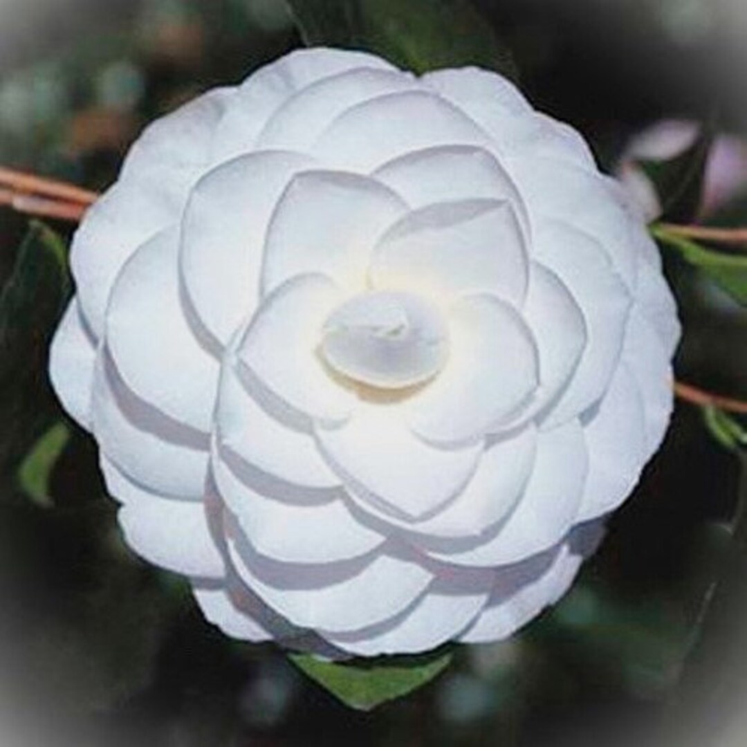 Sea Foam Camellia Camellia Japonica 'sea Foam' 1 Gallon Plant Free ...