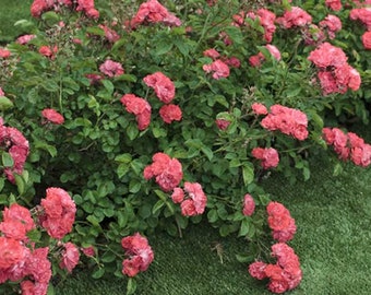 Coral Drift® Groundcover Rose | Coral Drift® ‘Meidrifora’ PP 19,148 CPBR 4,871 | Quart Plant | Free Shipping