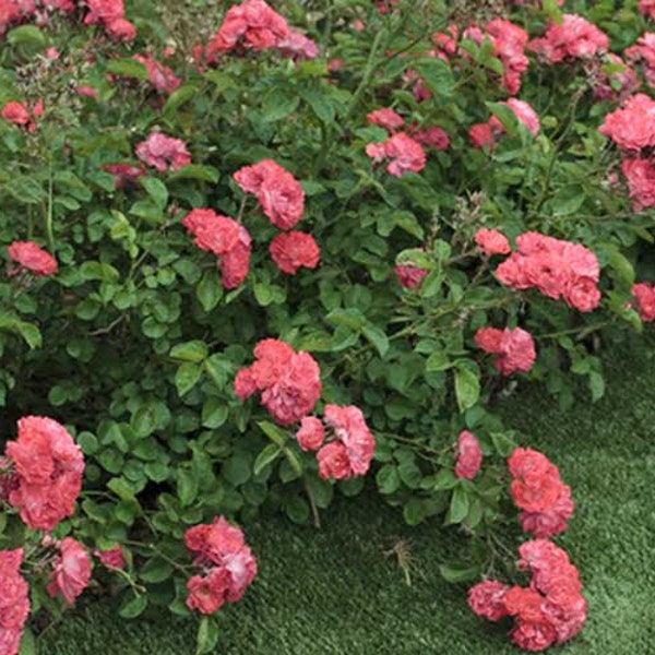 Coral Drift® Groundcover Rose | Coral Drift® ‘Meidrifora’ PP 19,148 CPBR 4,871 | Quart Plant | Free Shipping