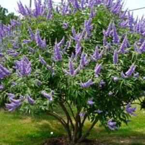 Chaste Tree | Vitex angus castus 'Shoal Creek' | QT, 1 , & 3 Gallon Plant | Free Shipping