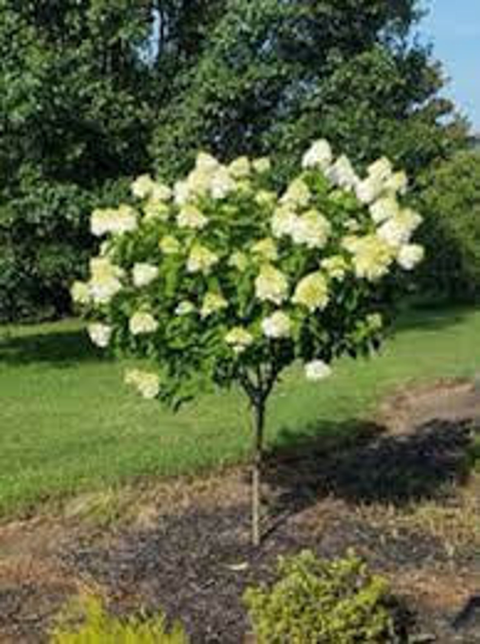 Limelight Hydrangea Tree | Panicle Hydrangea, Proven Winners - Etsy
