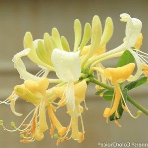 Yellow Honeysuckle Vine | 'Scentsation' Lonicera periclymenum USPP 16,240 | 1 Gallon Vine | Free Shipping