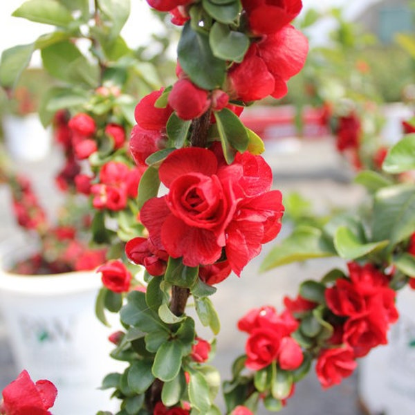 Scarlet Storm Double Take Flowering Quince |Chaenomeles speciosa ‘Double Take Scarlet’ USPP 20,951 | 1 Gallon Plant | Free Ground Shipping