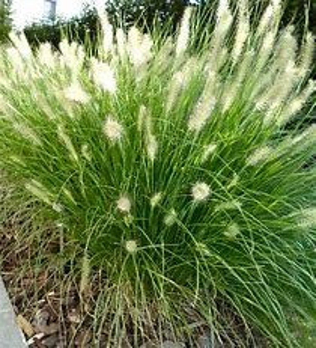 Dwarf Fountain Grass Pennisetum Alopecuroides 'hameln' Hameln Grass QT