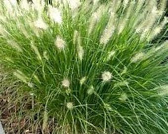 Dwarf Fountain Grass | Pennisetum alopecuroides 'Hameln' | Hameln Grass | QT - 5' Container | Free Ground Shipping