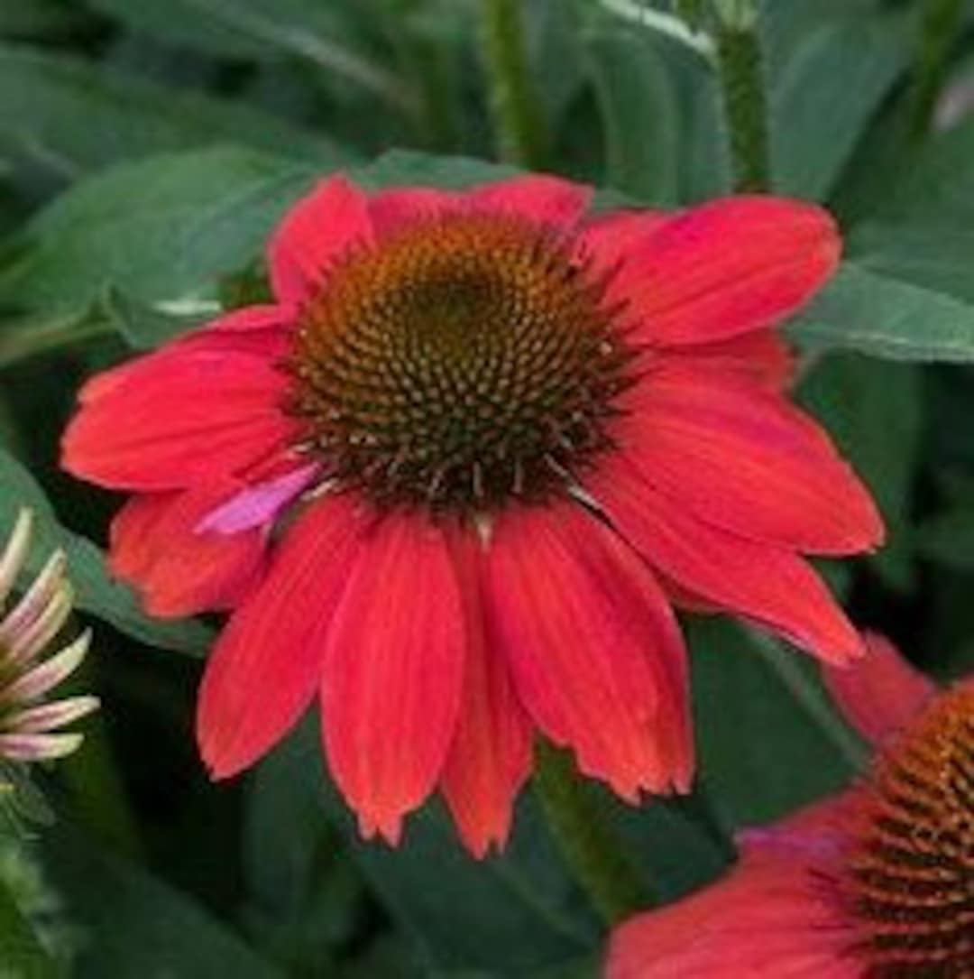 Artisan Red Ombre Coneflower Echinacea X Hybrid Artisan Red Ombre PAS