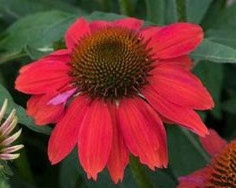 Artisan Red Ombre Coneflower |  Echinacea x hybrid Artisan Red Ombre PAS 1257973 | Quart Plant | Free Shipping