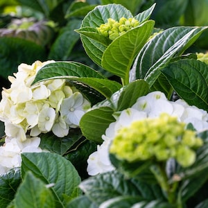 White Blooming Hydrangea | Grin and Tonic™ Hydrangea | Hydrangea m. ‘HOKOMAGRITO' UPSSAF, | No state shipping restrictions.