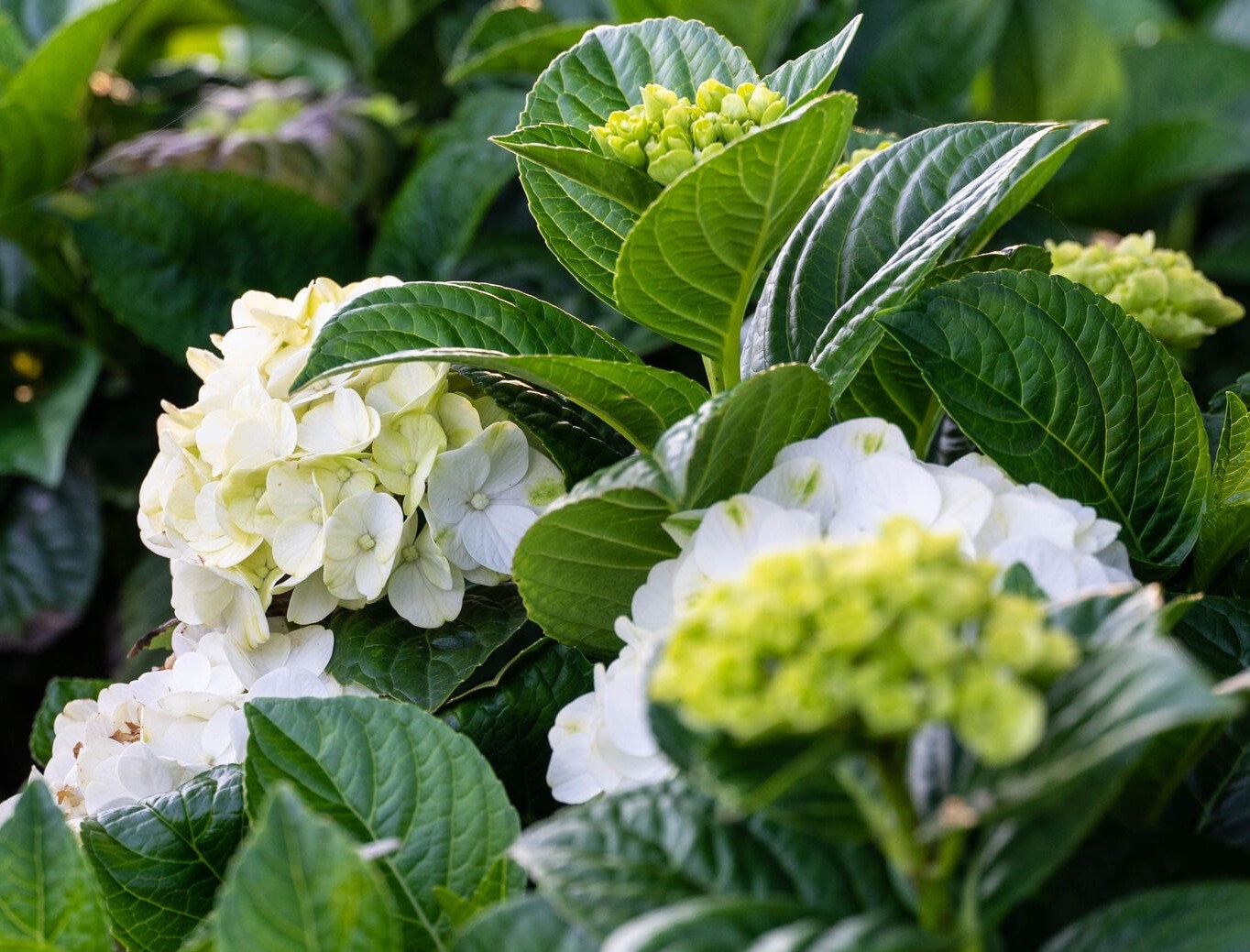 m*i様 Hydrangea - Aquilegia プロト White Blooming Hydrangea | Grin and Tonic™ Hydrangea