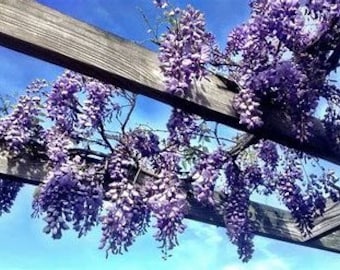 Purple Chinese Wisteria Vine | Wisteria sinensis | Custom Grown Vine Quart, 1, & 3 Gallon Vines | Free Shipping
