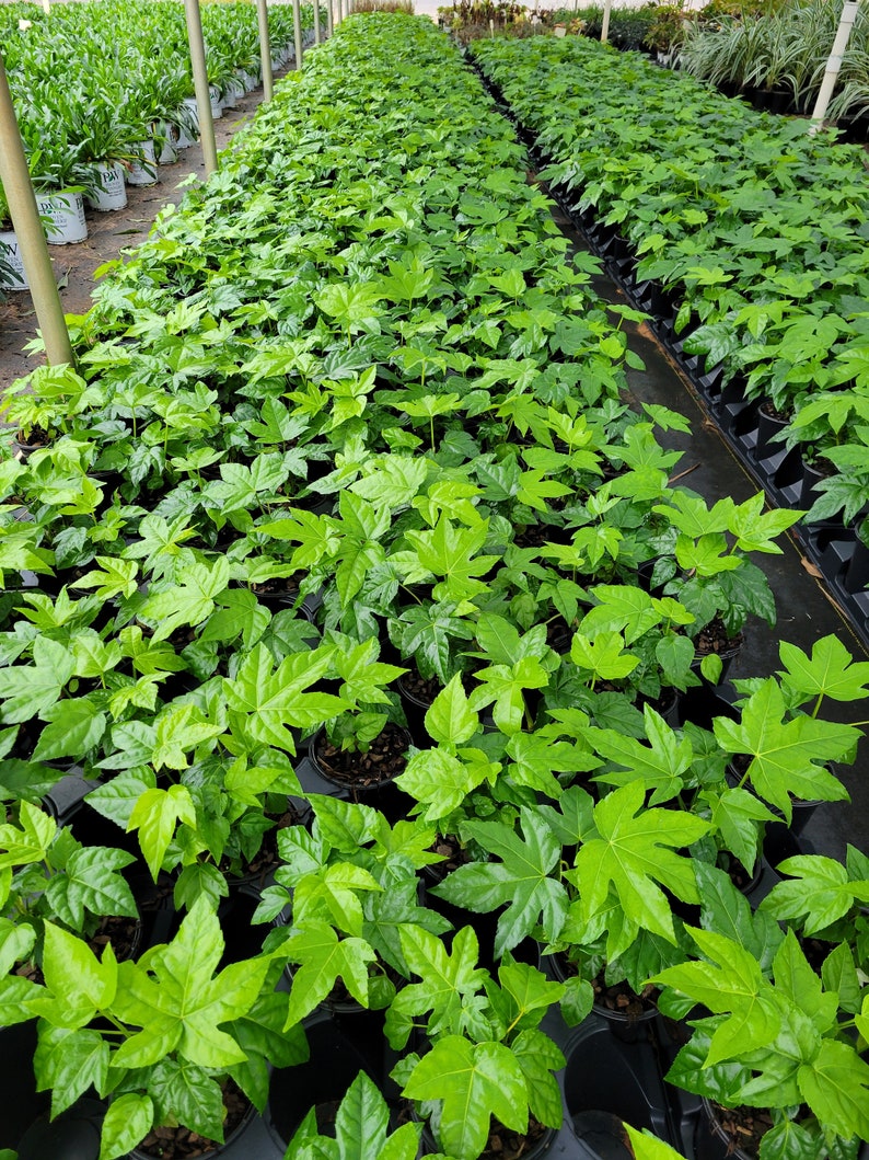 theplantfactoryinc Fatsia Japonica - Thumbnail 5