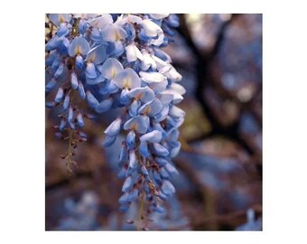 Blue Wisteria Tree | Cascading Violet Blooms, Fragrant Flowers - Etsy