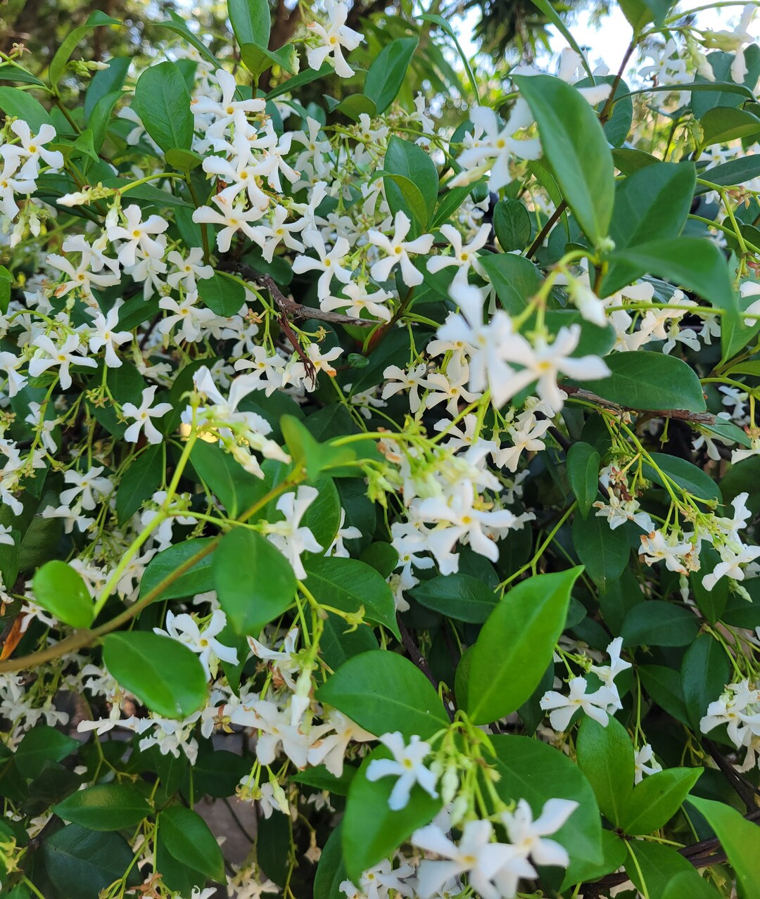 Star Jasmine Vine Confederate Jasmine 5 Container Etsy