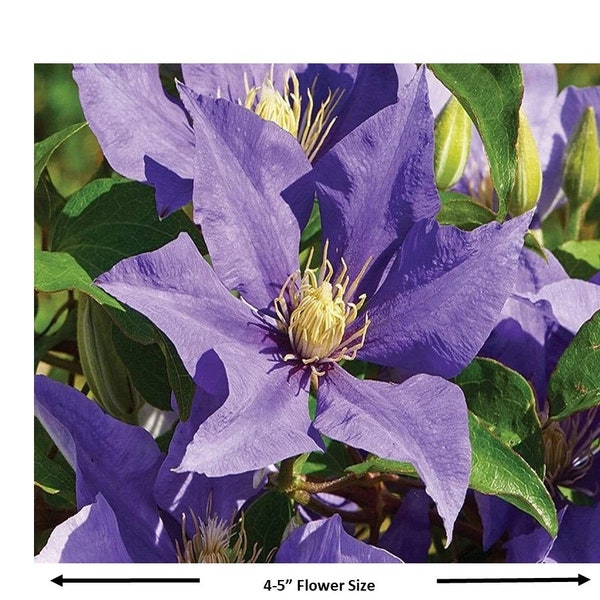 Blue Flowering Clematis  | Olympia Clematis | | Boulevard® Olympia™ Clematis Clematis 'Evipo099' PPAF | Quart Plant | Free  Shipping