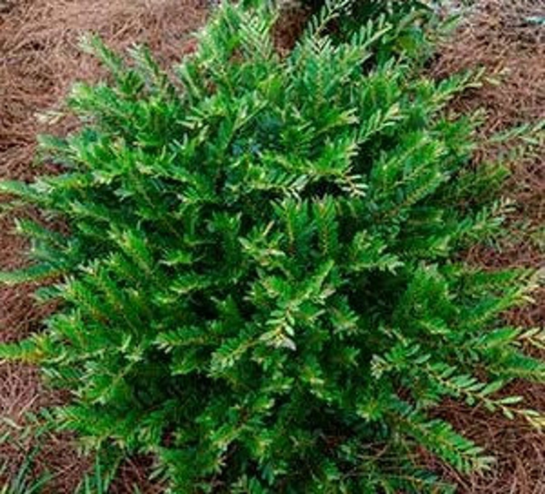 Jewel Box Distylium Distylium Hybrid 'BLDY01' PP32816 3 Gallon Plant Free Shipping Available