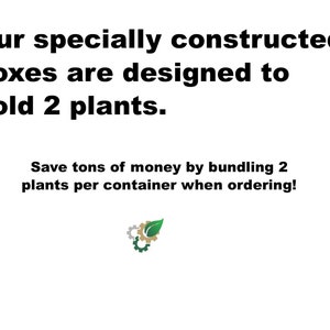 Dwarf Japanese Cedar Cryptomeria Globosa nana 3 & 7 Gallon Plants Free Shipping image 7