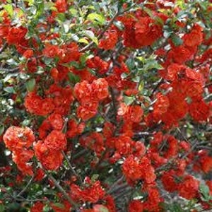 Double Take Orange Quince image 4