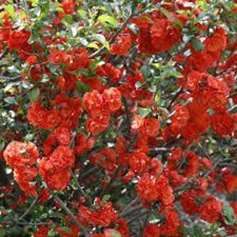 Double Take Orange Quince image 4