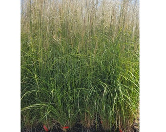 Fire Dragon Maiden Grass | Miscanthus sinensis 'Fire Dragon' | 2, 4, & 6 Grass Bundles for Quarts | 3 Gallon Grass | Free Shipping