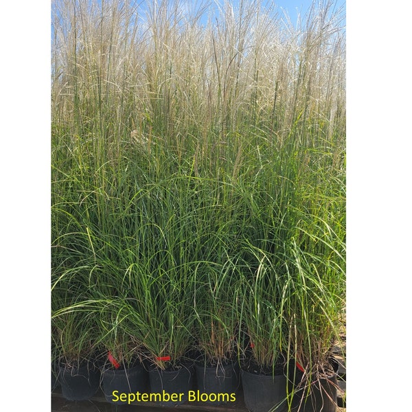 Fire Dragon Maiden Grass | Miscanthus sinensis 'Fire Dragon' | 2, 4, & 6 Grass Bundles for Quarts | 3 Gallon Grass | Free Shipping