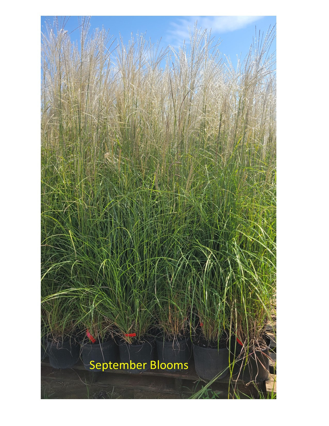 Fire Dragon Maiden Grass | Miscanthus sinensis 'Fire Dragon' | 2, 4, & 6 Grass Bundles for Quarts | 3 Gallon Grass | Free Shipping