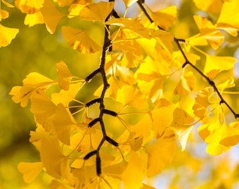 Ginkgo Tree (Male) | Gingko biloba | Maidenhair Tree | Quart, 1 & 3 Gallon Tree |Free Shipping