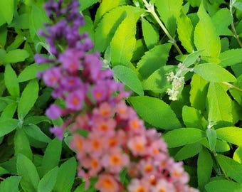 Bicolor Butterfly Bush | Lavender & Yellow Blooms, Pollinator Friendly
