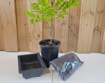 Live Bonsai Starter Kit | Dwarf Tree, Pot & Soil