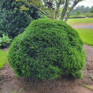 May include: A lush, green, round bush with a dense, textured foliage. The bush is growing in a garden setting.