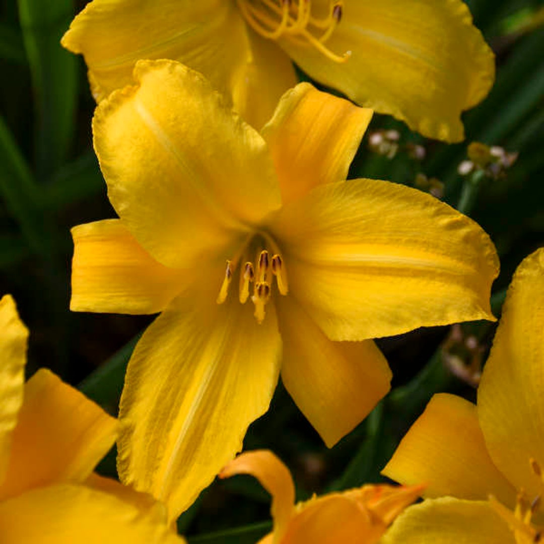 Buttered Popcorn Daylily Hemerocallis buttered Popcorn 1 Gallon Plant