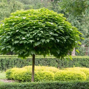 Southern Catalpa Tree | Cigar Tree | Back In Stock!
