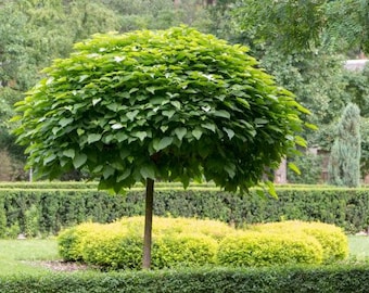 May include: A green, leafy tree with a rounded canopy, planted in a garden setting. The tree is surrounded by a green hedge and a yellow bush.