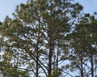 Loblolly Pine Tree | Pinus taeda 'Loblolly' | 4 - 5' tall 3 Gallon Tree| Fast Growing | Free Shipping