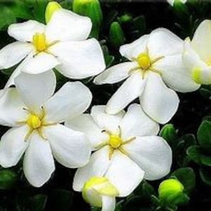 Gardenia ‘Kleims Hardy’ | Gardenia j. &#39;Kleims Hardy&#39; | Quart & 3 Gallon Plant | Free Shipping