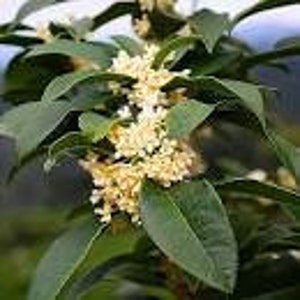 Fragrant Tea Olive Plant | Sweet Olive Plant | Osmanthus fragrans | 1 & 3 Gallon Plant | Free Shipping