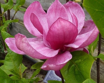 Genie Magnolia |  Magnolia x 'Genie' PP #20,748 | 2 Gallon Plant | Free Ground Shipping