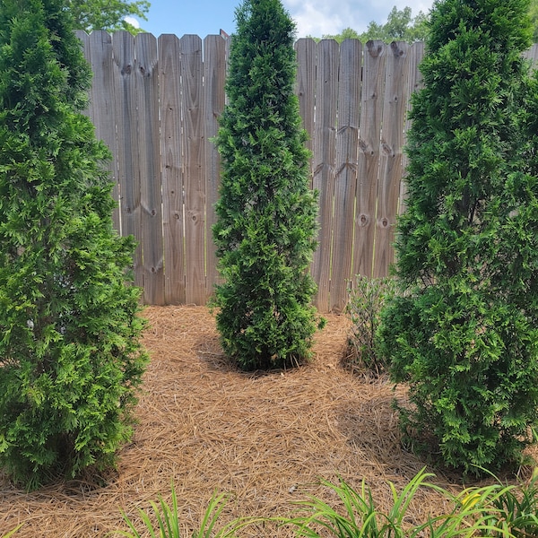 North Pole Arborvitae | Thuja North Pole | Quart, 1, & 3 Gallon Plant | Free Shipping