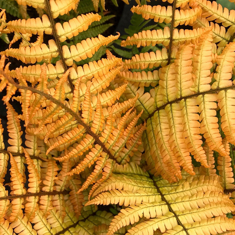 Alpine Fern Jurassic Gold Alpine Wood Fern | Dryopteris Wallichiana, Hardy ...