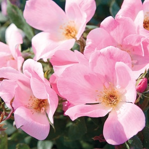 Pink Blushing Knock Out® Rose | Quart Plant| Free Shipping