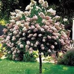 May include: A small tree with a single trunk and a rounded crown of pink and white flowers. The tree is set against a backdrop of green grass and foliage, suggesting a garden setting.