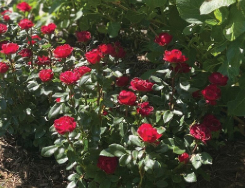 Petite Red Knockout Rose Rosa 'meibenbino' QT Etsy