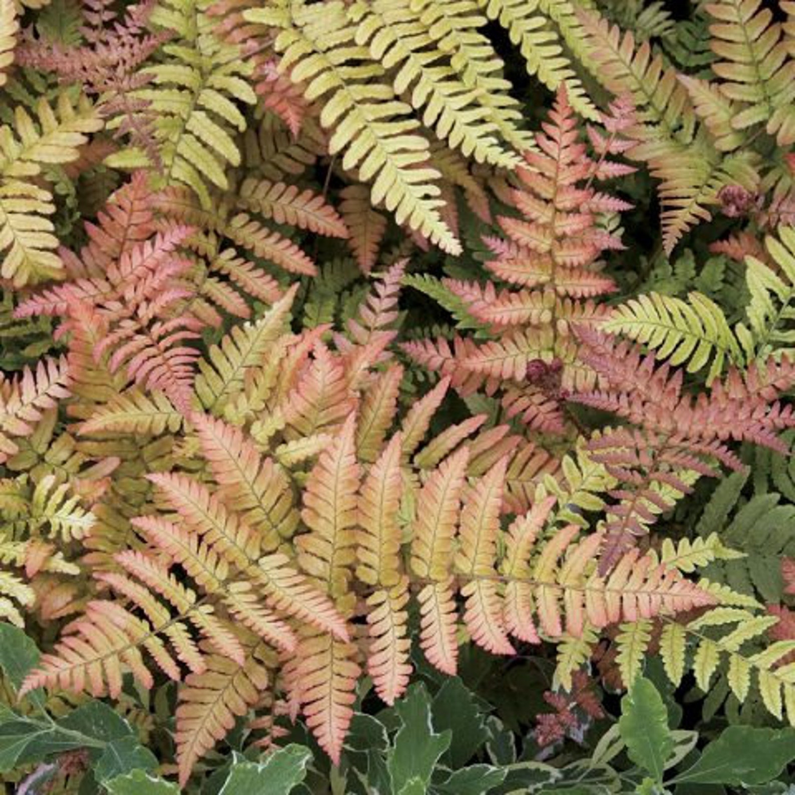 brilliance autumn fern brilliance autumn fern