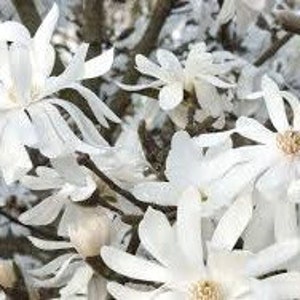 Royal Star Live Magnolia Tree | Magnolia Stellata &#39;Royal Star&#39; | 1 Gallon Tree | Free Shipping