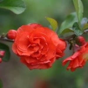 Double Take Orange Quince image 1