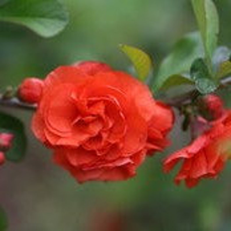 Double Take Orange Quince image 1