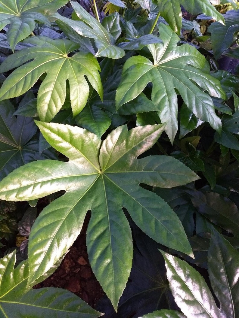 theplantfactoryinc Fatsia Japonica - Thumbnail 2