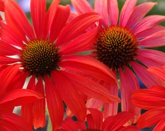 Tomato Soup Coneflower | Echinacea Prairie Stars™ 'TOMATO SOUP' PP19427 | 5" Container |