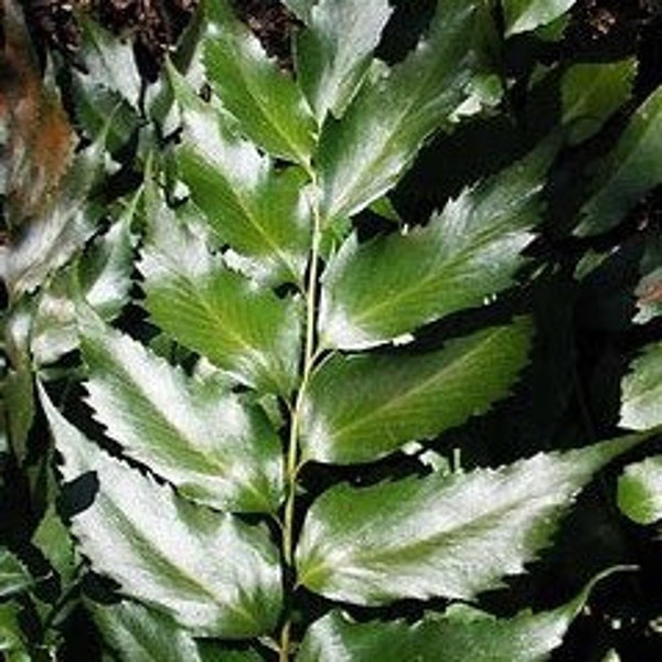 Holly Fern Plant |Japanese Holly Fern | Cyrtomium fortune 'Holly Fern" | Quart Plant |