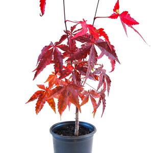 Bloodgood Japanese Maple | Acer palmatum Bloodgood' | Quart Plant | Free Ground Shiping
